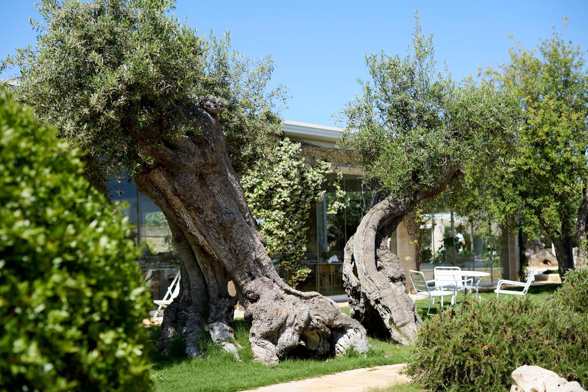 Masseria Torre Del Diamante 토레깐느 외부 사진